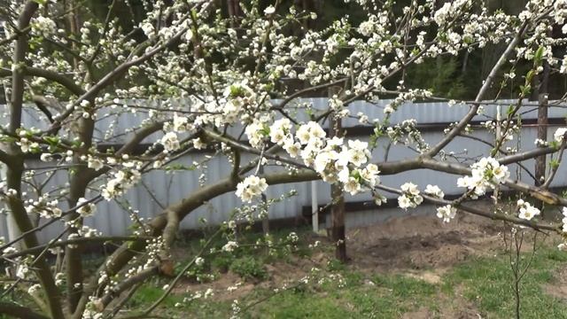 Цветет алыча гибридная // Hybrid plum blossoms at a Belarusian country house