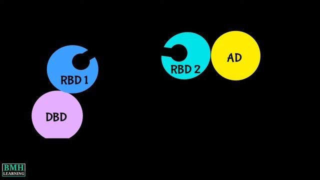 Yeast Three Hybrid Assay | Y3H system | Yeast Hybrid Assay |