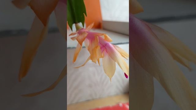 Пышное цветение кактуса декабриста прекрасные разноцветные бутоны цветка.