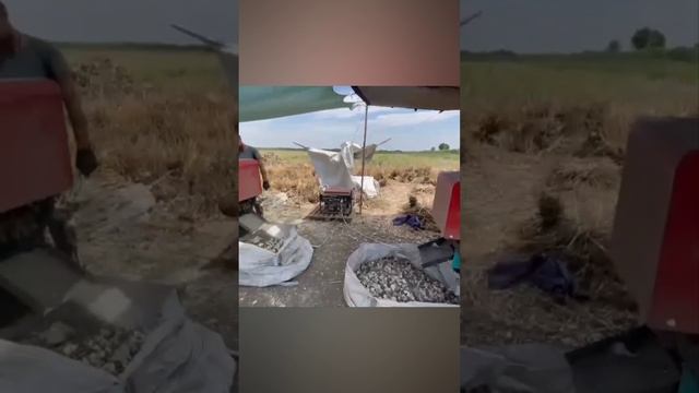 Линия для обрезки чеснока.