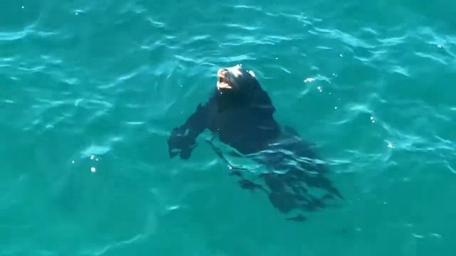 Sea Lion barking