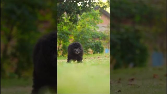 Тикап Тедди Пудель Китай