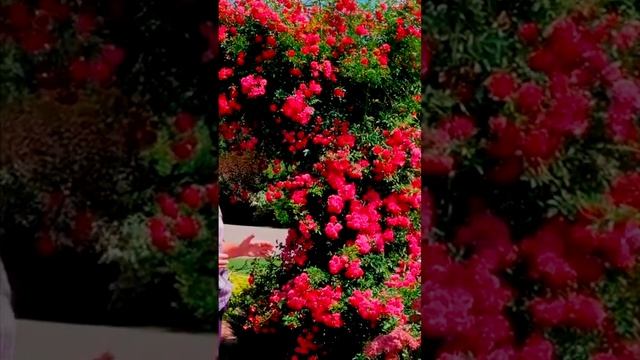 Роза Эксцельза Excelsa 🌹 сорт для украшения арки