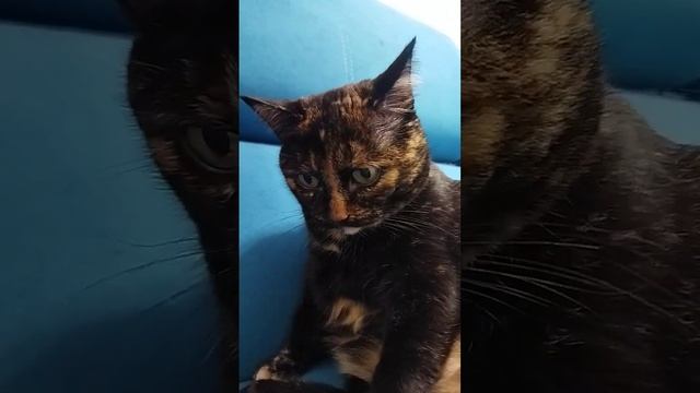 Шар - идеальная форма#котики