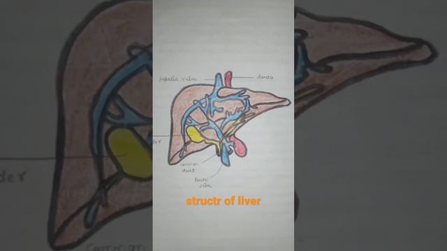 Structr of liver in anatomy#anatomy @Utkarshnursingclasses576