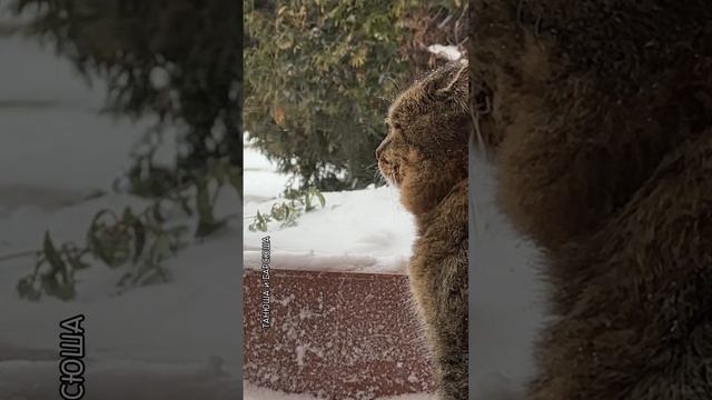 Милые котики. Метель и лесной кот Барсик.