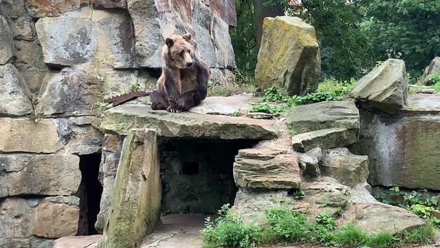 Притча. Трое и медведь