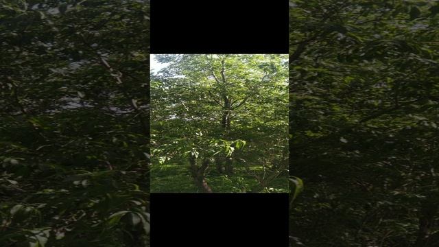 VID_20240802_112445.mp4 Елена Дружиненко Воркута!!! Доброе утро всем друзьям и подписчикам!!!