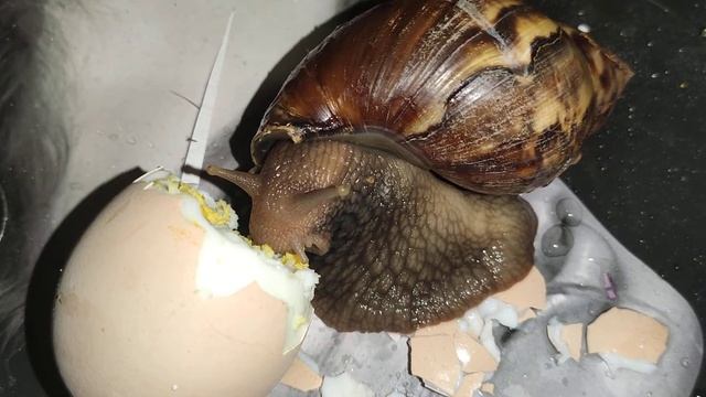 Улитка 🐌 Архахатина