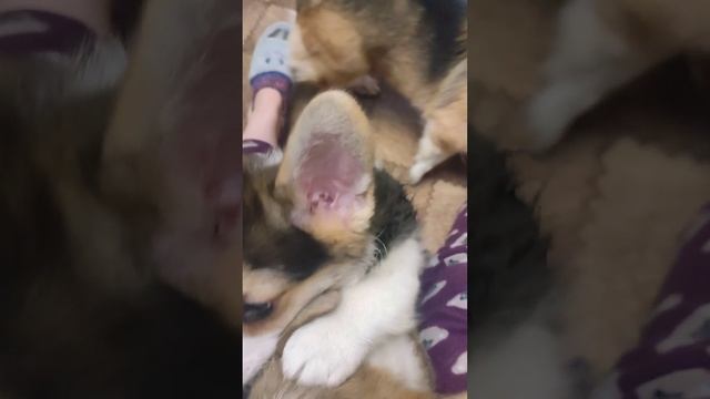 Питомник Липстар щенки корги 🦊