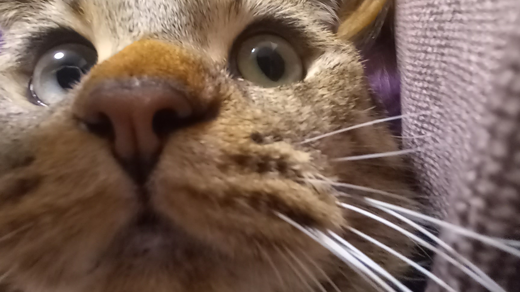 Кот зовёт?