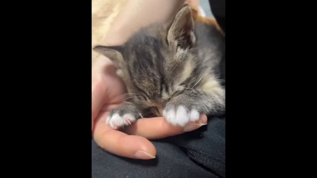 Смешные питомцы #10