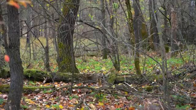 ДЕРЕВЕНСКИЙ ДОМ В ДЕРЕВНЕ . ХУТОР . СМОТРЕТЬ ЖИЗНЬ В ДЕРЕВНЕ . Какая она ЗАГОРОДНАЯ ЖИЗНЬ .