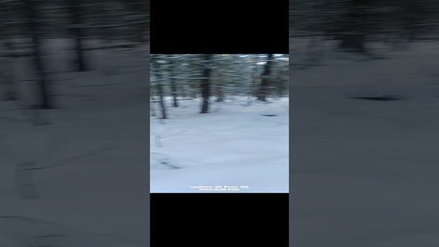 слежка лося