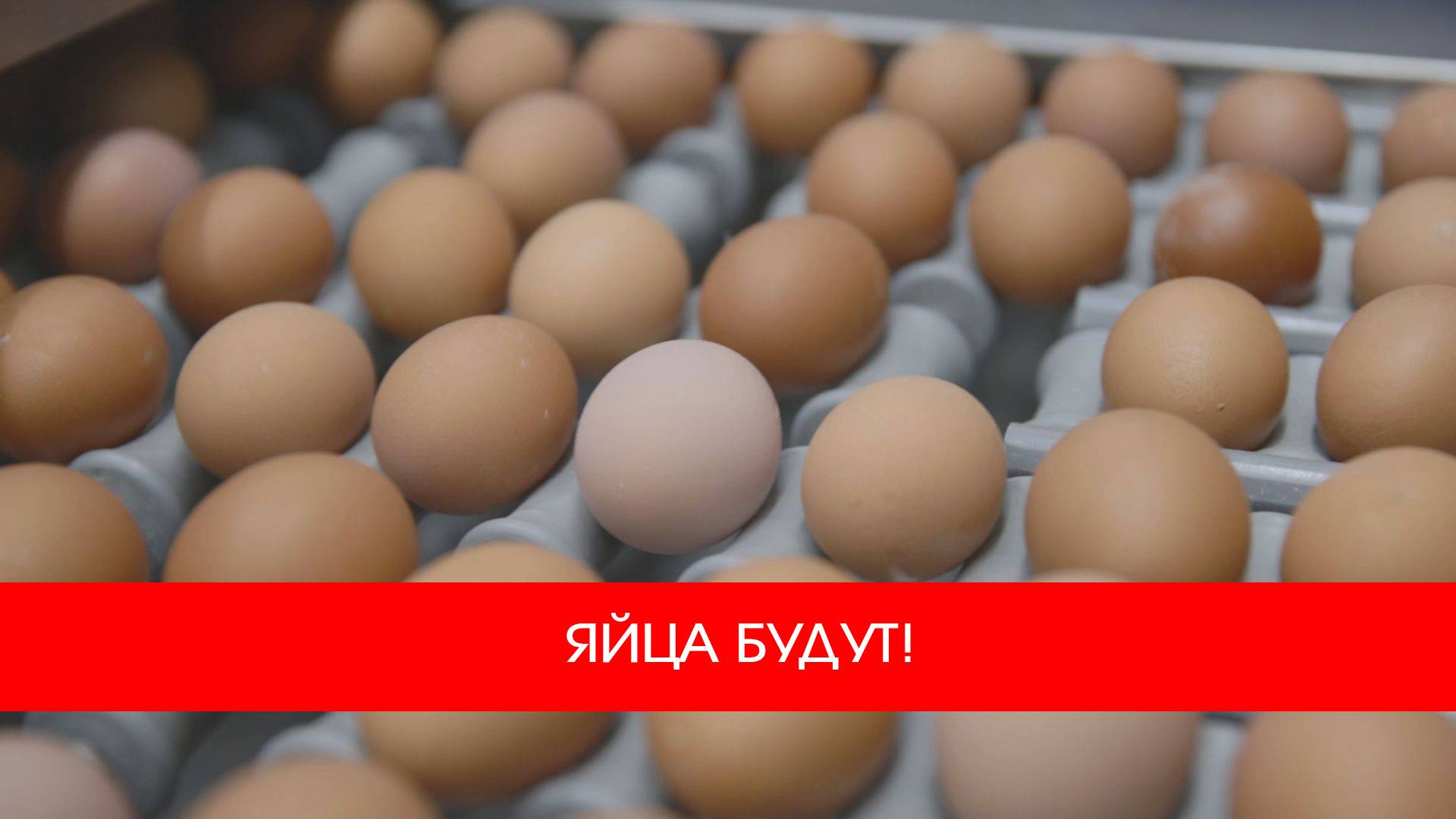 ЯЙЦА БУДУТ! 🥚