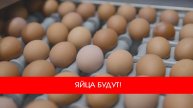 ЯЙЦА БУДУТ! 🥚