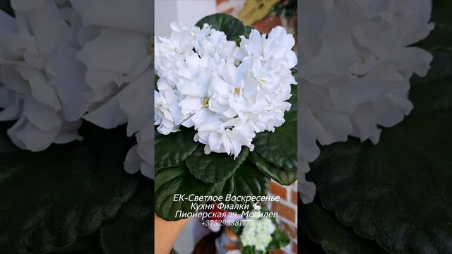 🐇💓🌸ЕК-Светлое Воскресенье - восхитительный белоснежный тон