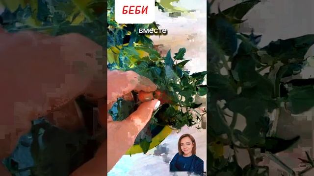 Томат карлик Беби. Новые обзоры