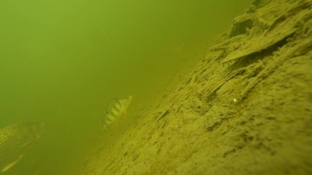 Щука в Астрахани