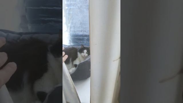 Ну что за красота #котики #диана #пушистики