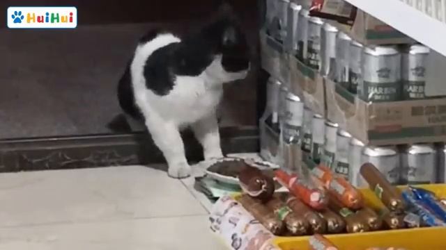 Бездомная кошка, которая три месяца воровала сосиски в магазине