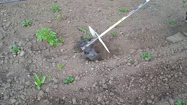 Обработка междурядий, прополка картофеля.