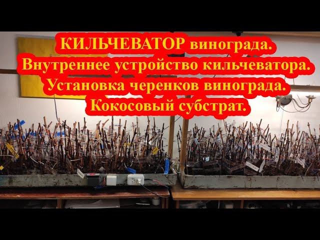 КИЛЬЧЕВАТОР винограда. Внутреннее устройство кильчеватора. Установка черенков винограда. Кокос.