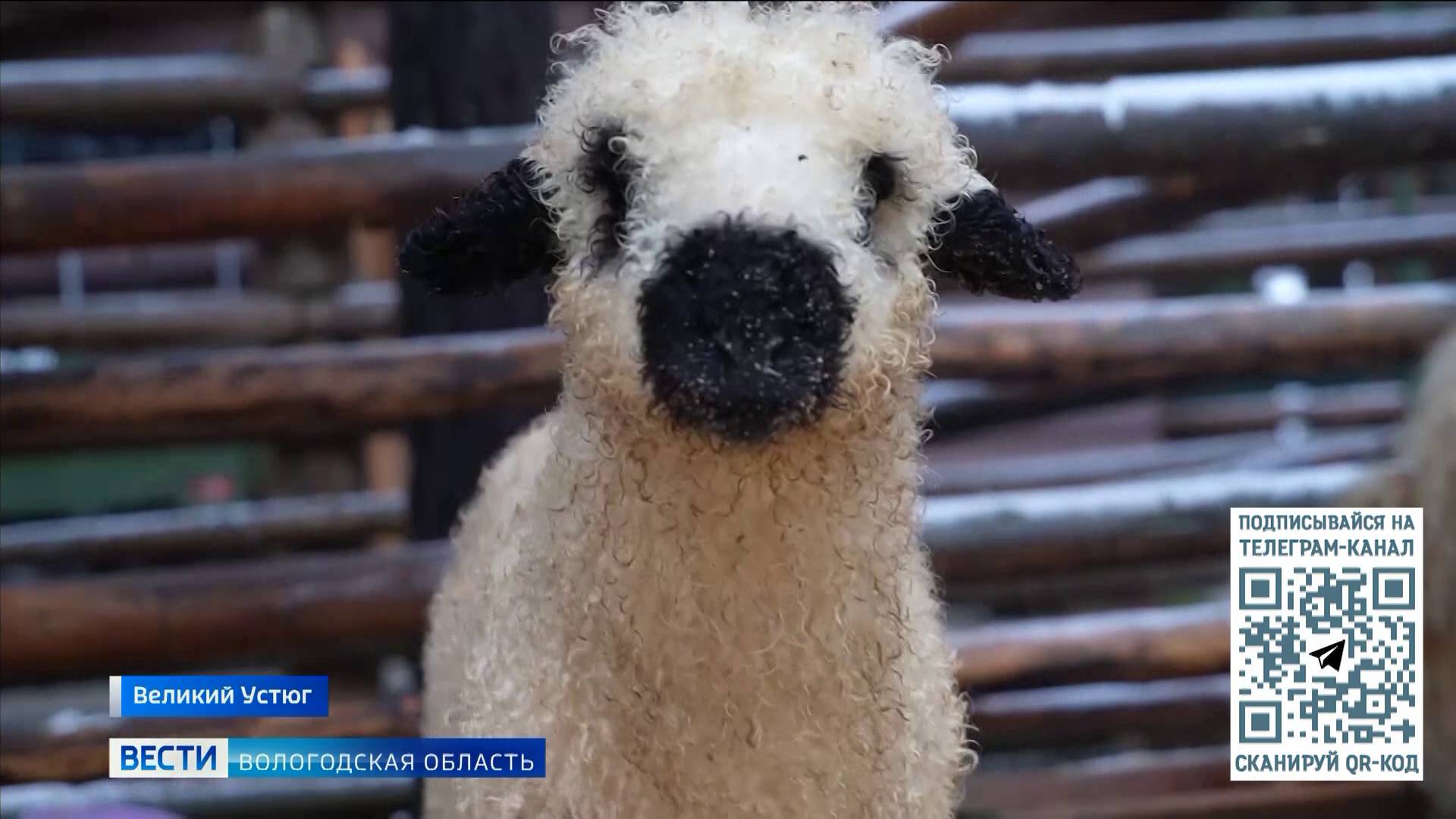 У пары валлийских овец в Зоосаду Деда Мороза появилось потомство