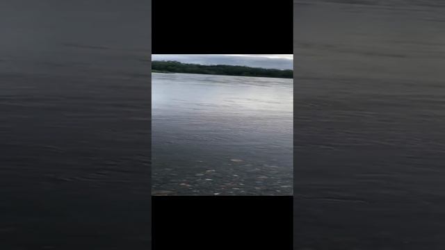 Утро, кижуч, красота!