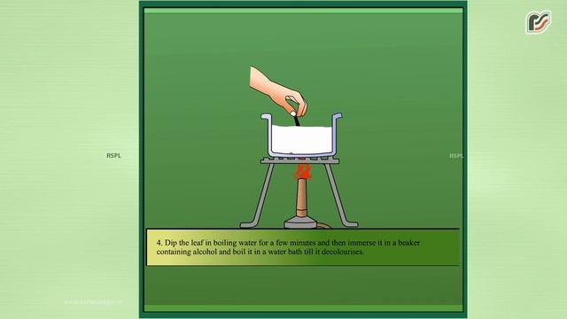 To Show That Chlorophyll is Essential for Photosynthesis