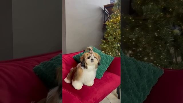 Ши-тцу Филиппа 💖