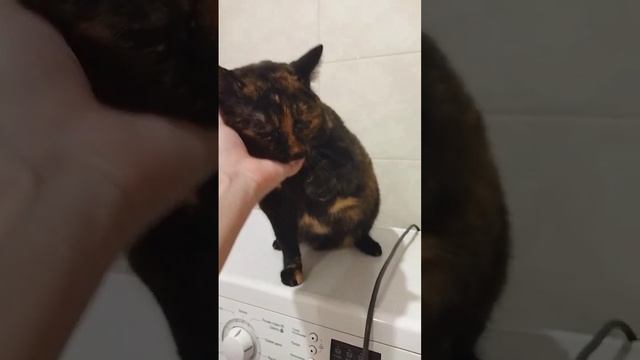 Погладь как следует, тогда отпущу#котики #милота #cat #кошки