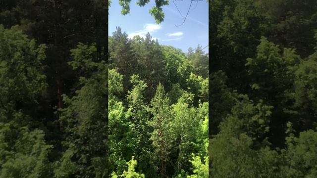 🎵 звуки природы. Я СНИМАЛА В ЛЕСУ