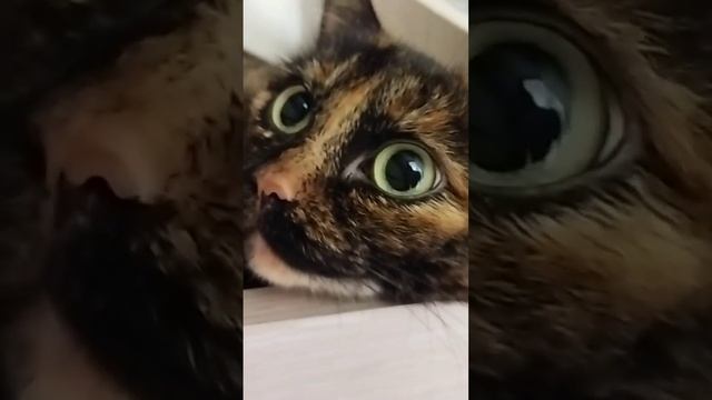 Самая очаровательная рецидивистка#котики #милота