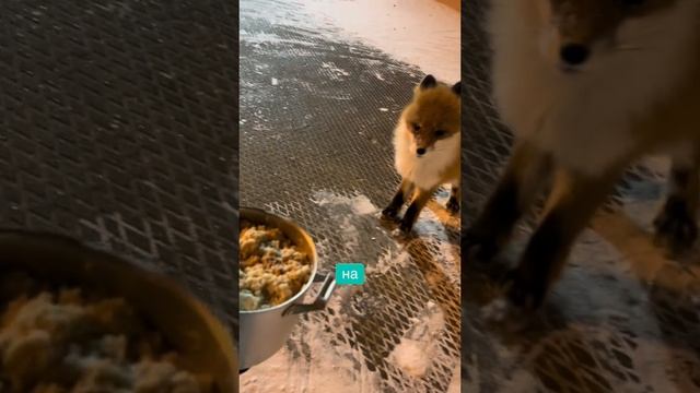 накормил лисичку 🦊