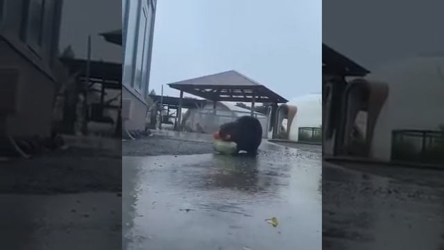 семья бобров затарилась в Ашане👍😉