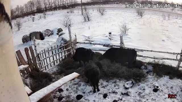 Абердин Ангусы два месяца после отела