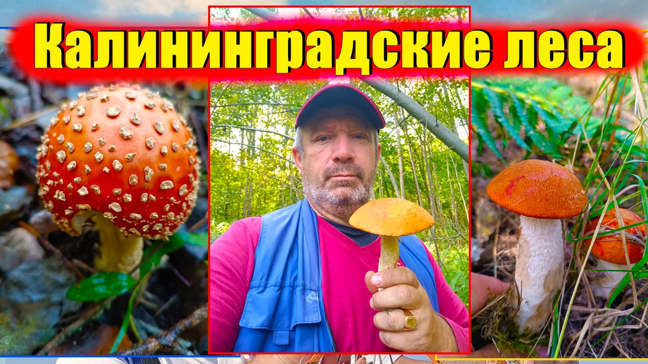 меланхолия Калининградского леса