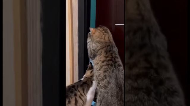 Симба и Фунтик