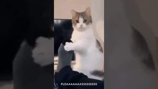 кот (смешные видео)