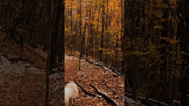 🍁