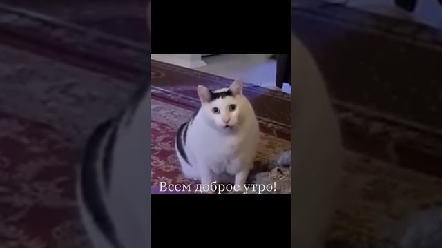 С добрым утром коты!