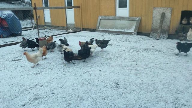 Много времени трачу на съëмки, , а на птичек уделяю мало. Отвечаю 💬 🤔 Куры🐔 гуси🪿 кошка Лапа