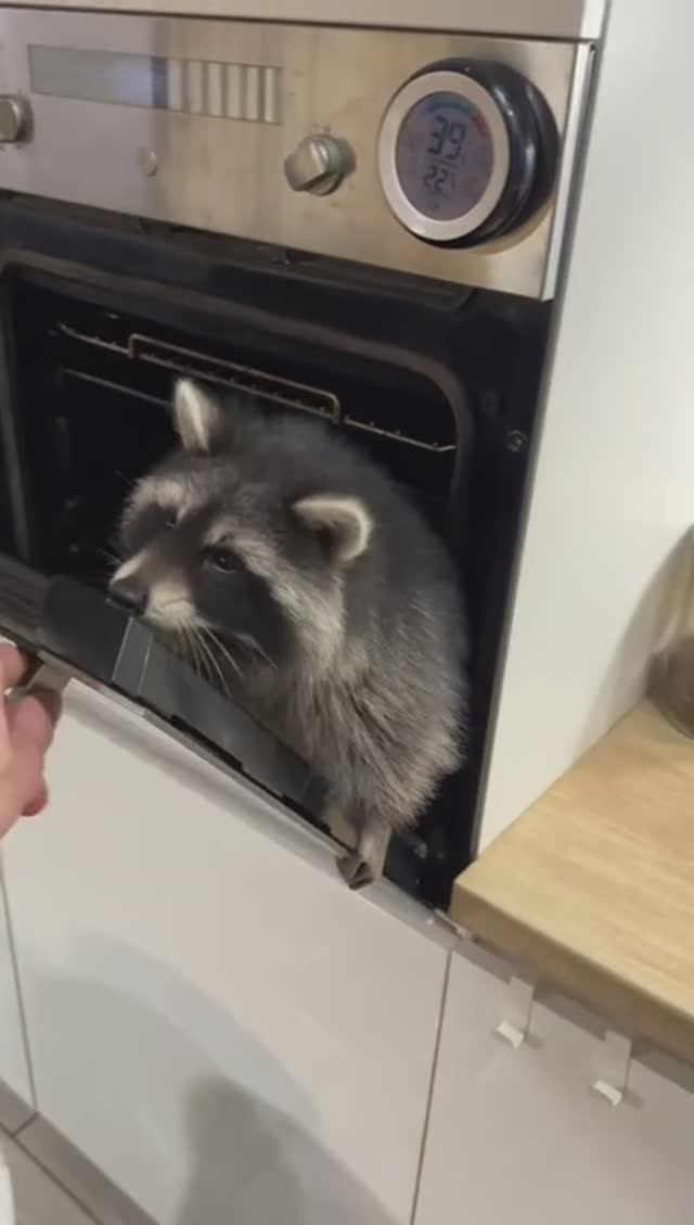 @bee.bro35_racoons=1d4807