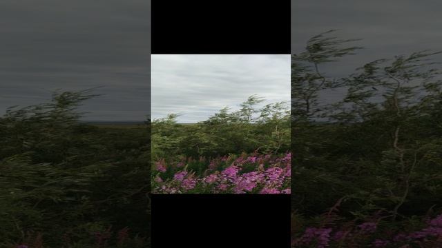 VID_20240809_155858.mp4 Елена Дружиненко Воркута! Бескрайние просторы тундры и вдали Уральские горы!