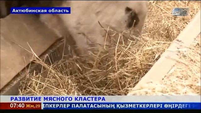 На западе Казахстана успешно развивается мясной кластер