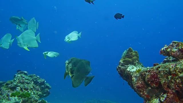 ВОДНОЕ Зрелище. Океанские животные и морские существа!...