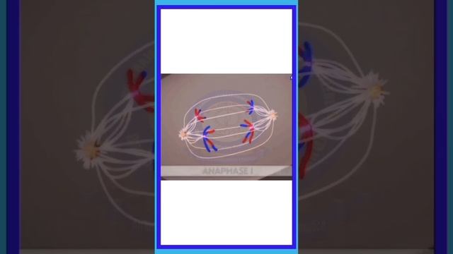 Biology - Cell Cycle l Cell Division l Meiosis l Click on the link for full video.