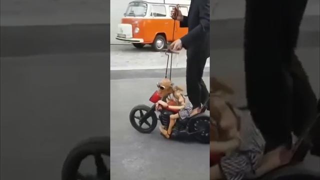 Байкер по жизни ))