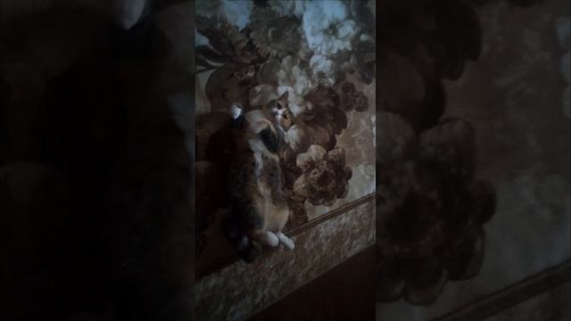 Маскировка на 5...)
